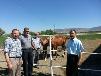 Muş’ta Buğday Ve Çiftlikler İncelendi
