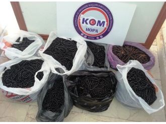 Hopa’da Kaçakçılıkla Mücadeleye Devam