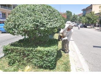 Gölbaşı Belediyesi Ağaçlara Şekil Veriyor