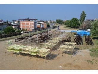 Nazilli Vadisinde ‘Kurutulmuş Patlıcan’ Sezonu Açıldı