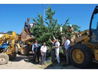 Başkan Erdoğan, Personeli İle Birlikte Kiraz Topladı