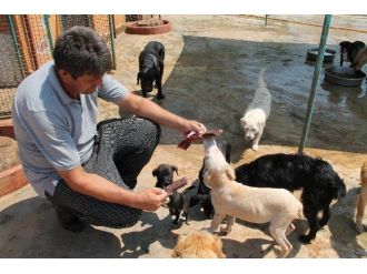 Sıcaktan Bunalan Köpeklere Önce Dondurma Sonra Duş