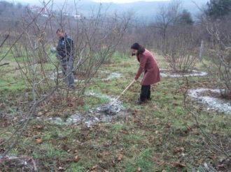 Fındıkta Bor Gerçeği