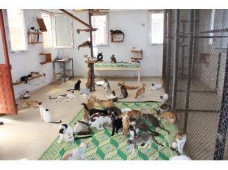 Türkiye’nin İlk Yaşlı Ve Özürlü Kedi Bakımevi Mersin’de
