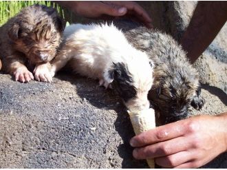 Yavru Köpekler Dondurmayla Serinledi