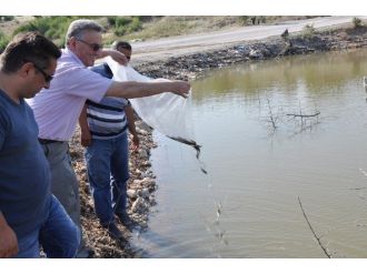 Manisa’da 57 Bin Pullu Sazan Balığı İç Sulara Salındı