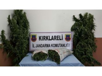 Kırklareli’de 8 Kilo Esrar Ele Geçirildi