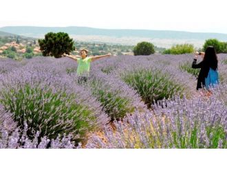 Gülden Sonra Lavanta Ve Kiraz Turu