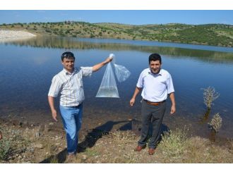 Çelengöz Göletine 2 Bin Adet Balık Bırakıldı