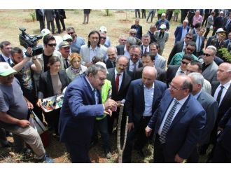 Orman Ve Su İşleri Bakanlığı 200 Bin Yabani Zeytin Ağacını Aşılayacak