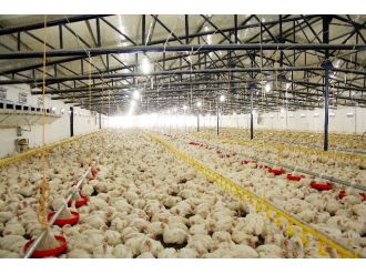 Tavukçuluk Ayağa Kalktı