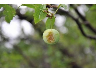 Gemerek’te Dolu Yağışı Ekili Alanlara Zarar Verdi
