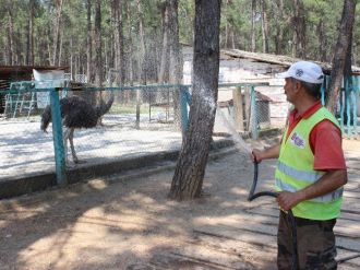 Denizli’de Hayvanların Sıcakla İmtihanı