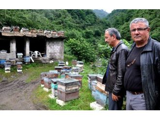 Mevsim Şartları Arıcıları Ters Köşeye Yatırdı