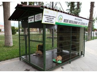 Bolu Belediyesi, Sokak Kedilerine Ve Kuşlara Yuva Yaptı