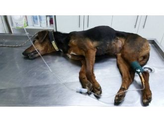 Köpeğini Zehirleyen Yılanı Affetmedi