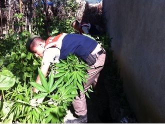 Bursa’da 120 Kök Kenevir Ele Geçirildi