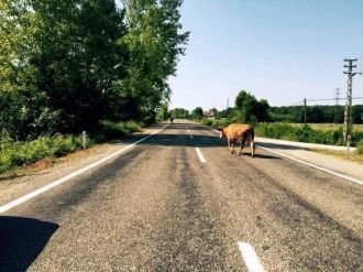 Başıboş Hayvanlar Kazaya Davetiye Çıkarıyor