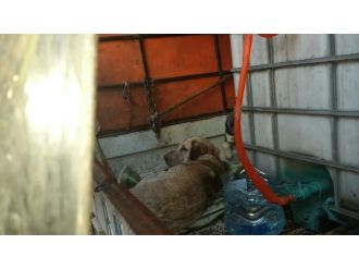 Bozulmuş Et Yedirilen Köpekler Tedavi Altına Alındı