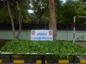 Denizli’de 33 Bin Adet Kök Keneviri Ele Geçirildi