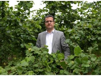 Ordu’da Tahmini Fındık Rekoltesi 209 Bin Ton