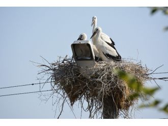 Leylekler Göçe Hazırlanıyor