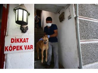 Evden Ölmek Üzere 24 Köpek, 3 Kedi Ve 3 Köpek Leşi Çıktı