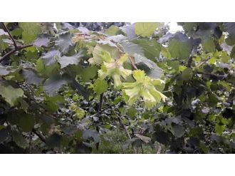 Fındık Rekoltesi Açıklandı