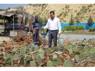 Toroslar’da Botanik Parkı İçin Dikenli İncir Yetiştiriliyor