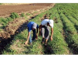 (Özel Haber) Çiftçi Ve Çobanların Zorlu Mesaisi