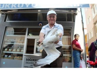 Yaralı Martı İçin Seferber Oldular