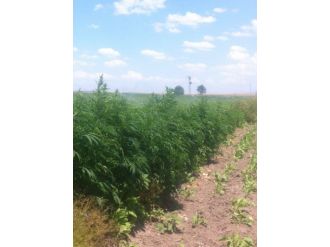 Ayçiçeği Görünümlü Kenevir Tarlası