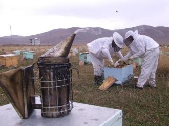 Ardahan’da Kovan Ve Arı Hırsızlıklarına Arıcılardan Tepki