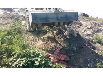 Markette 210 Kilo Kaçak Et Ele Geçirildi