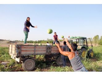 (Haber Özel) Iğdır’da Karpuz Hasadı Başladı