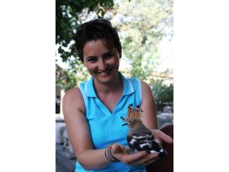 Yaralı Kuş Tedavi Altına Alındı