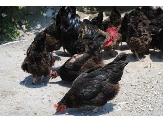Onları Kenelerden Tavuk Ve Kazlar Koruyor