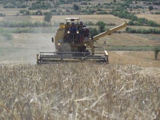 Buğdayda Yüksek Rekolte Bekleniyor
