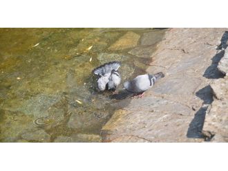 Güvercinlerin Sıcak İle İmtihanı