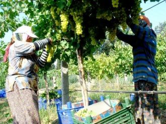 Sarıgöl’de Erkenci Üzüm Hasadına Başlandı