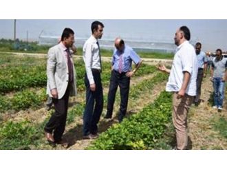 Van’da Sebze Üretimi Çalışmaları