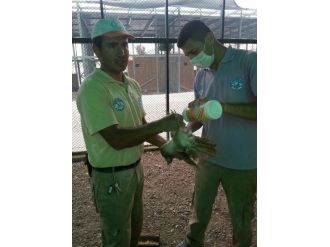 Hayvanat Bahçesinde Parazit Önlemi