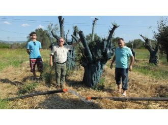 Edremitli Fidancı Anıtlaşmış Zeytin Ağaçlarına Sahip Çıktı