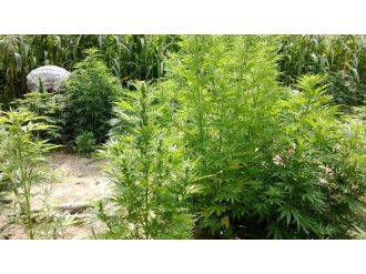 Kenevir Bahçesine Baskın