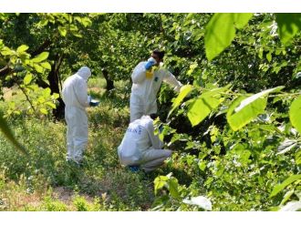 Kayısı Bahçesinde Erkek Cesedi Bulundu