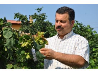 Fındık Hasadı Ağustos Ortasında Başlayacak