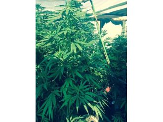 Evleri Uyuşturucu Tarlasına Çevirmişler