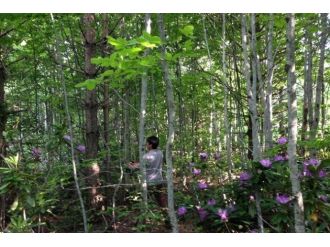 Gölyaka’da Ormanda Sıklık Bakımı Çalışmalarına Hız Verildi