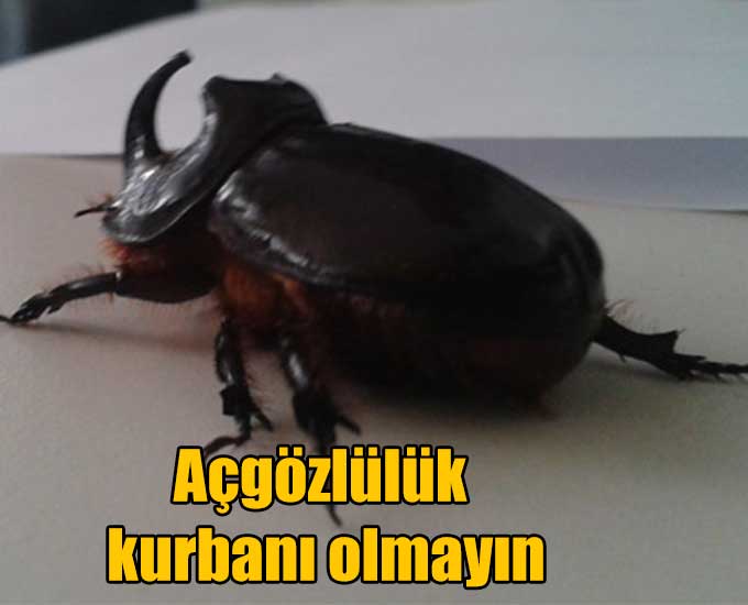Açgözlülük kurbanı olmayın