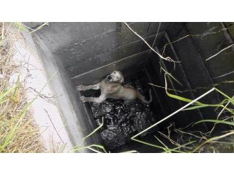 Rögara Düşen Köpek Kurtarıldı